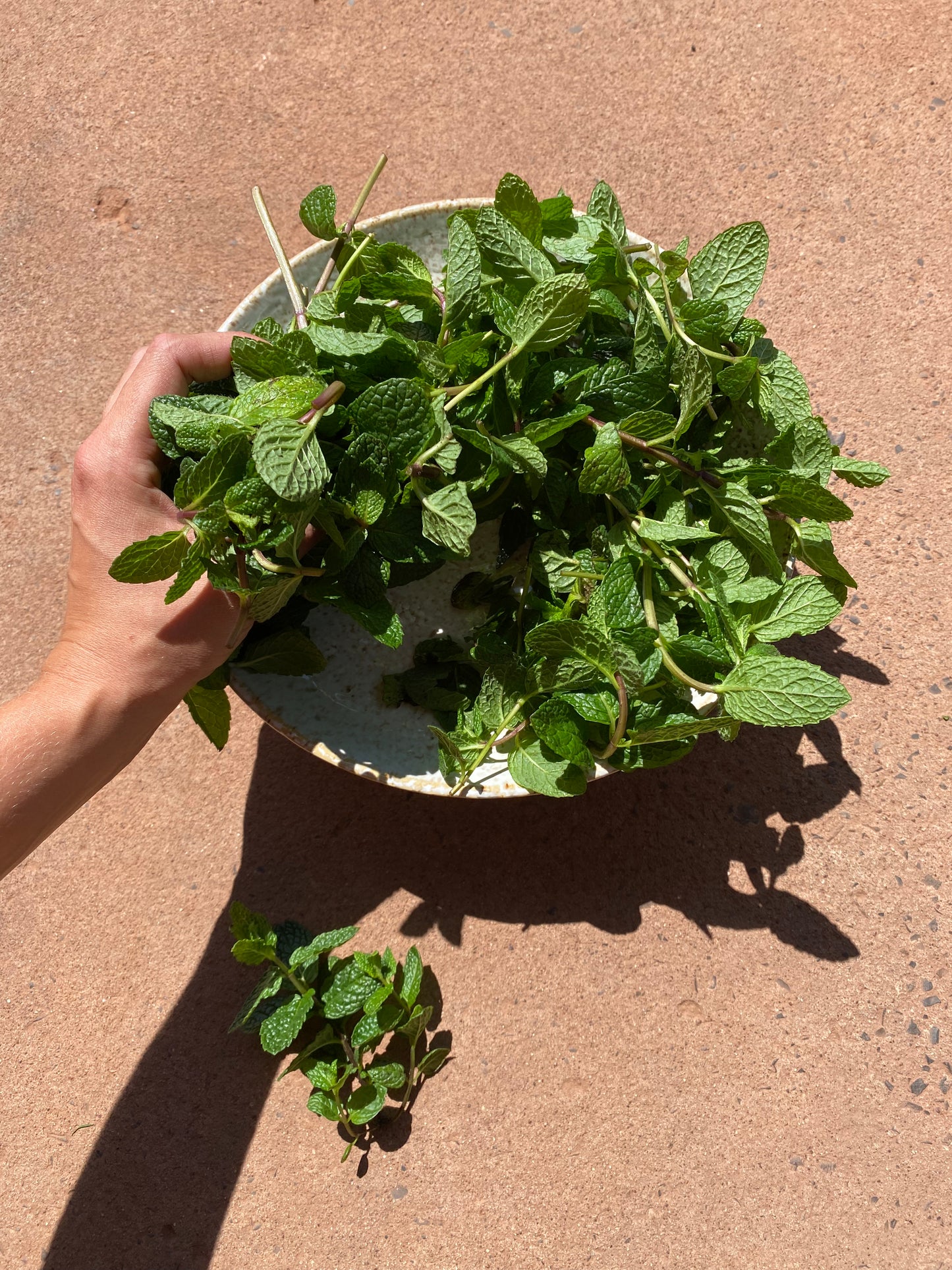 Mint Bunch