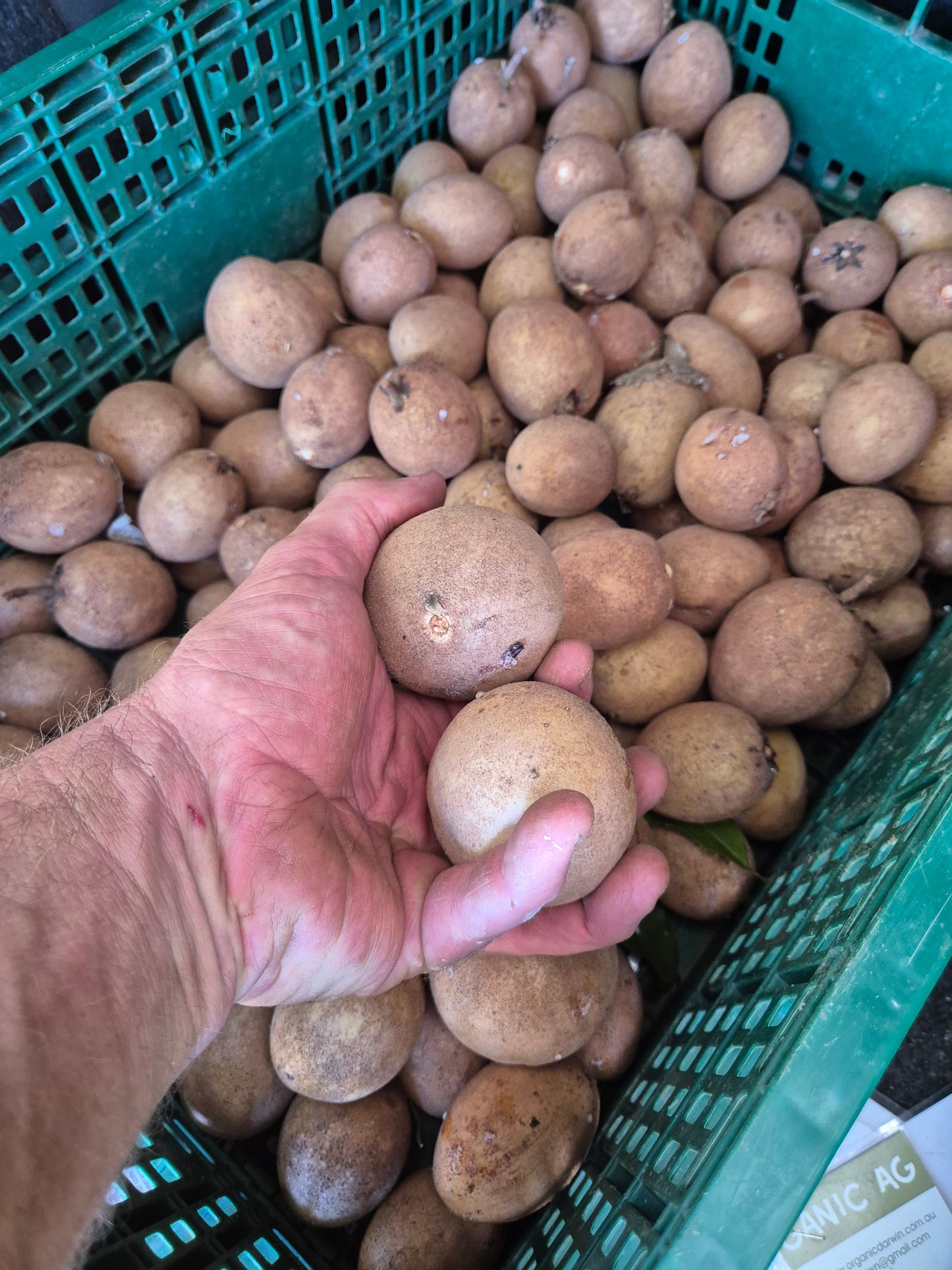 Sapadilla 500g local