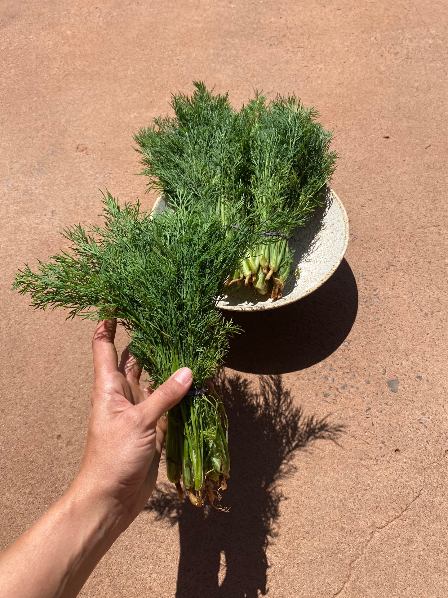 Dill