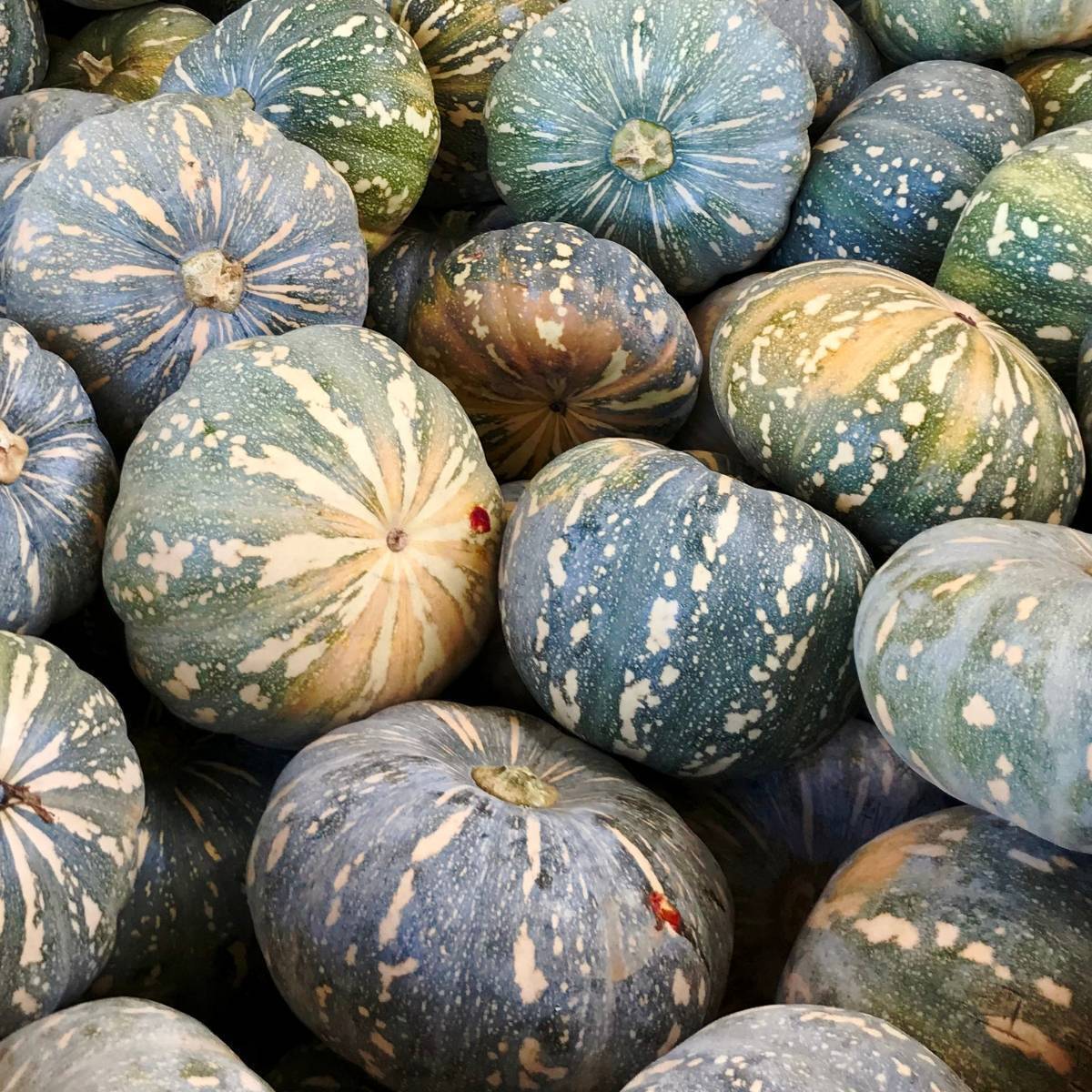 Pumpkin, japnut