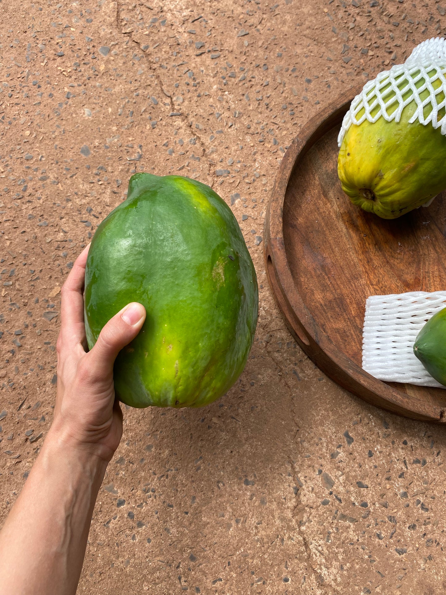 Pawpaw red Large