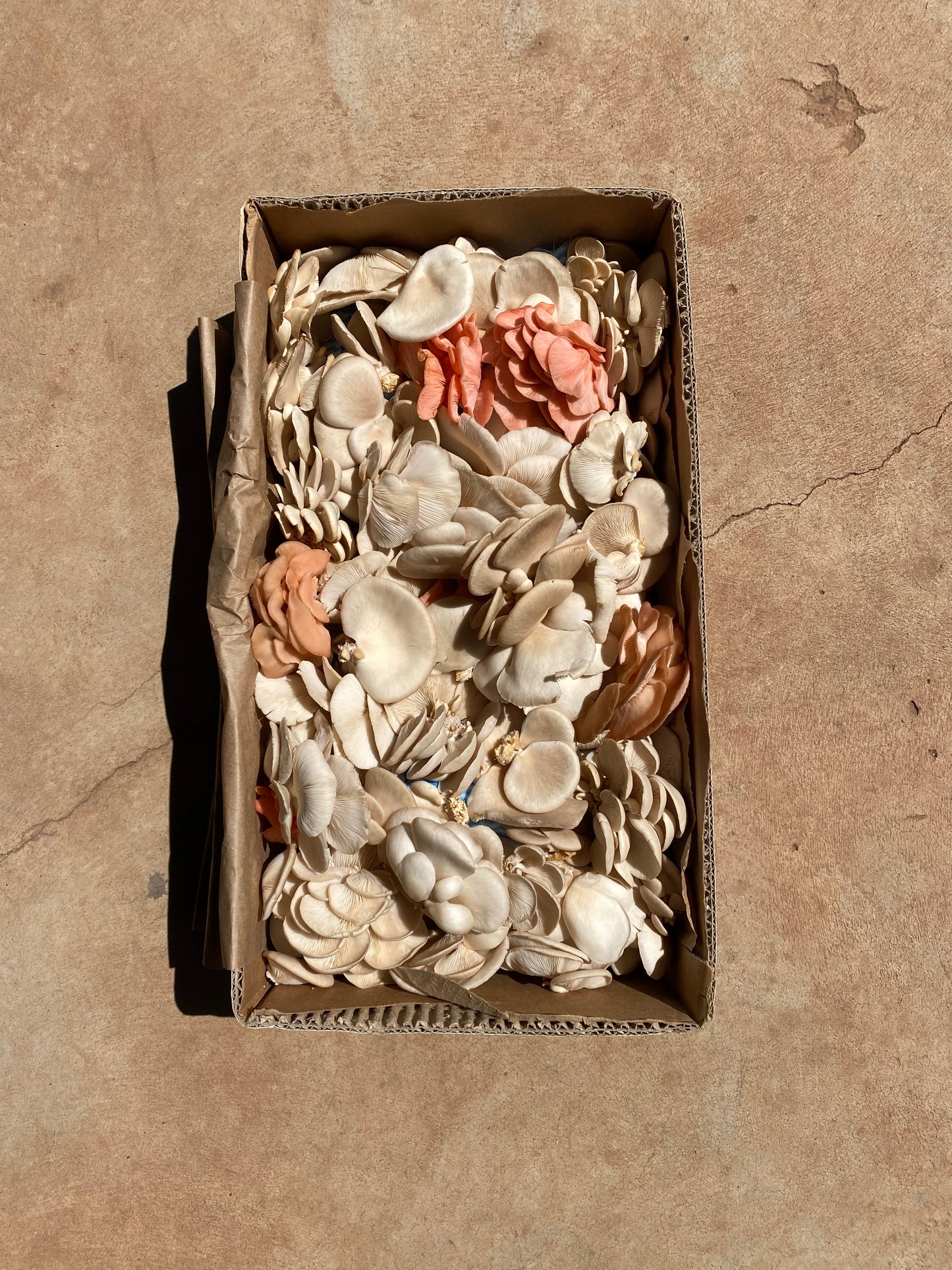 Oyster Mushrooms