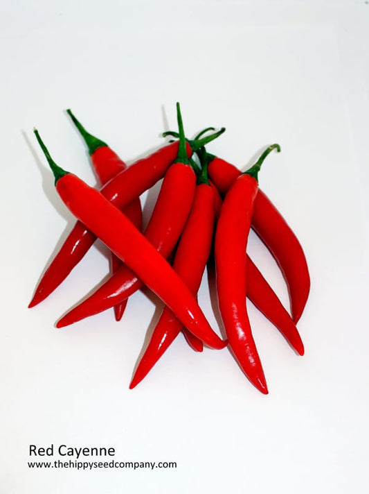 Chillies red Cayenne