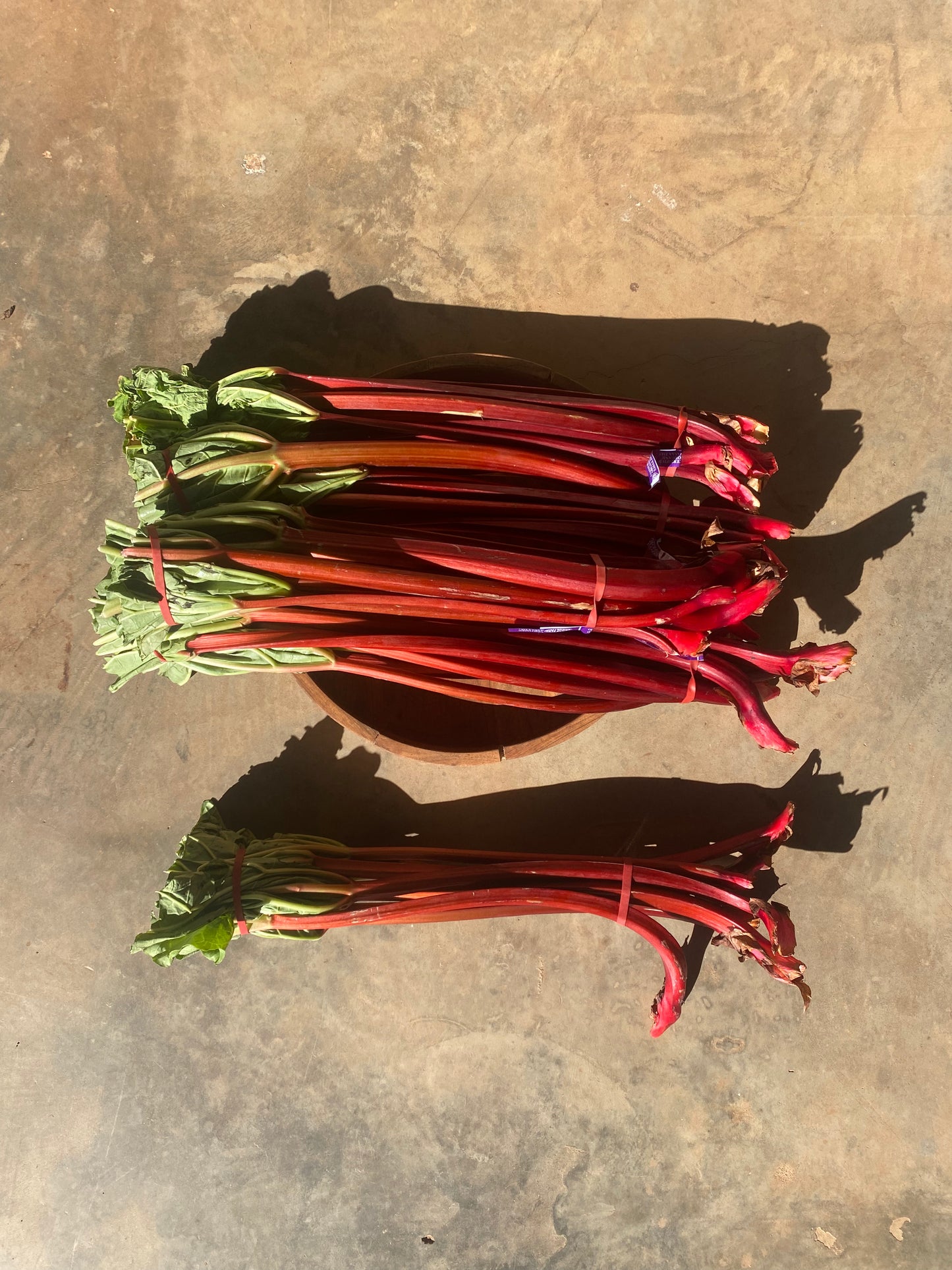 Rhubarb Bunch AMAZING