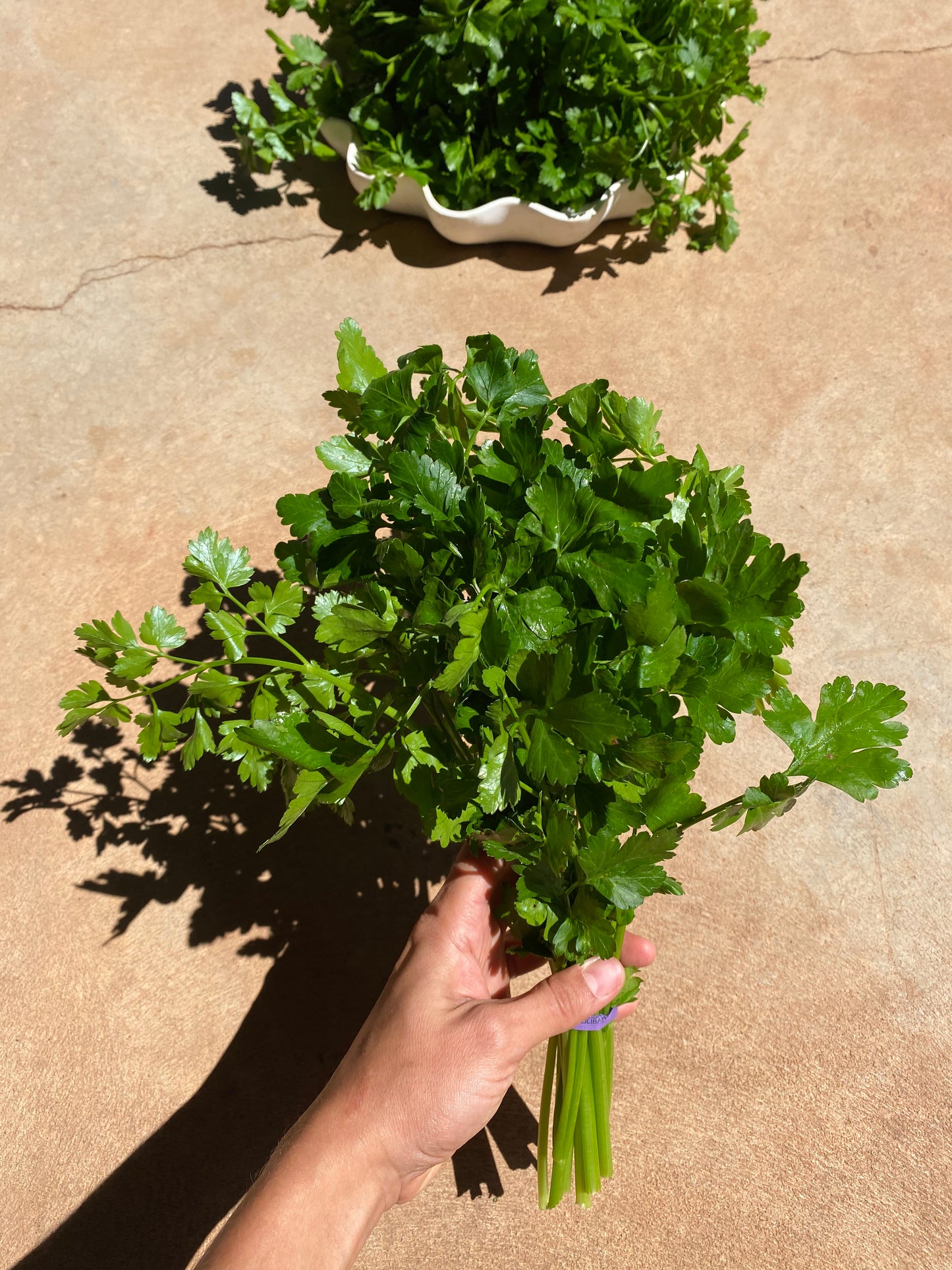 Parsley, bunch