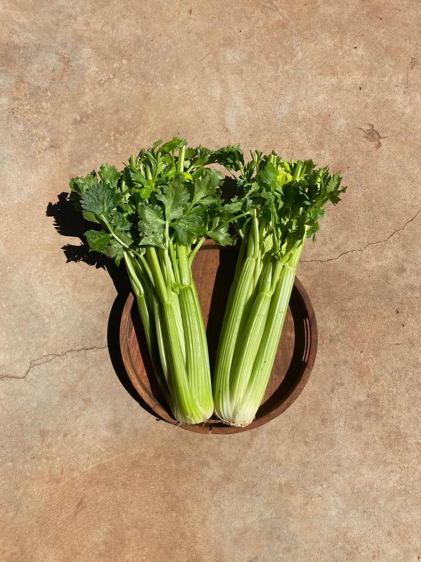 Celery, bunch, dwarf