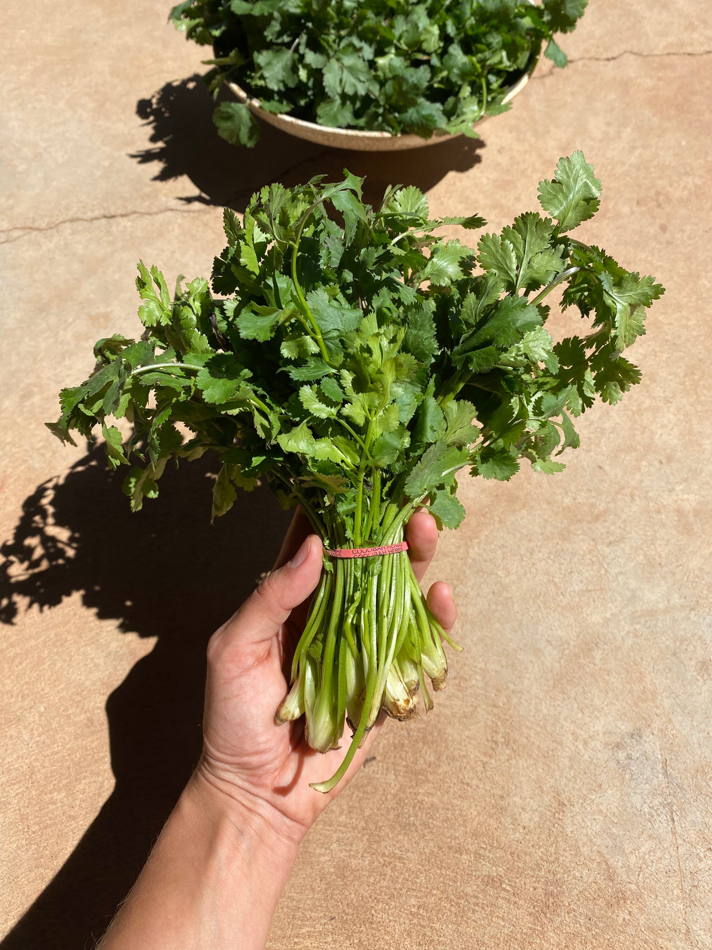 Coriander, bunch