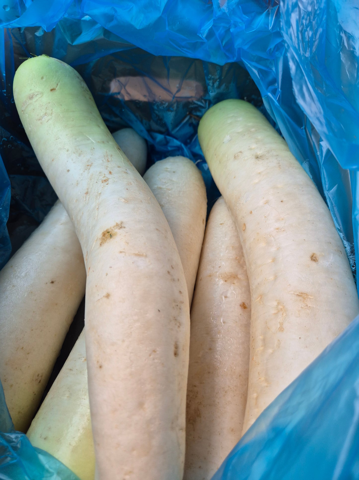 Daikon radish 1kg