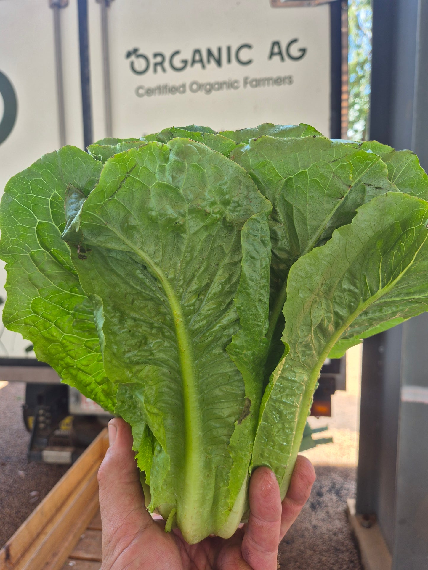 Cos lettuce