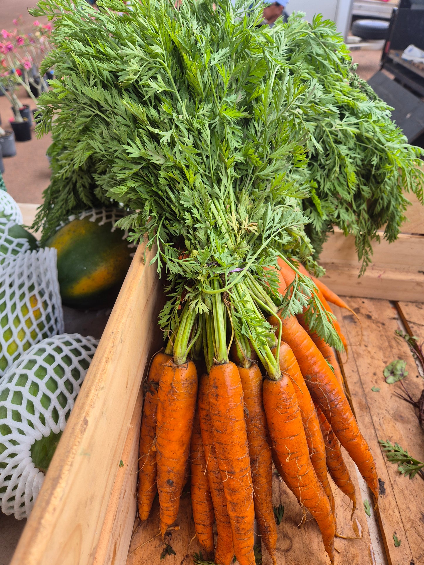 Carrots, Dutch bunch