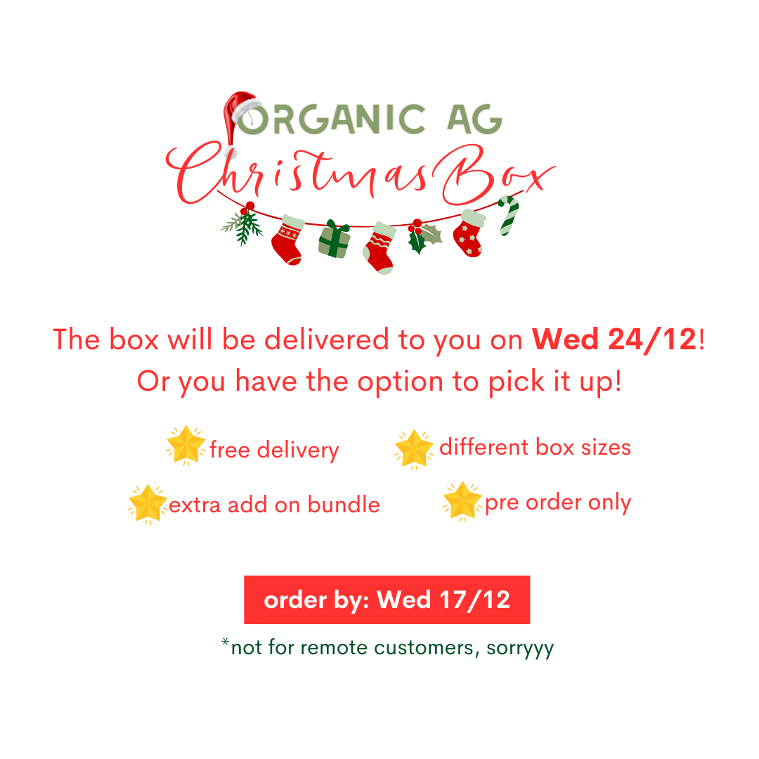 Christmas Box MEDIUM