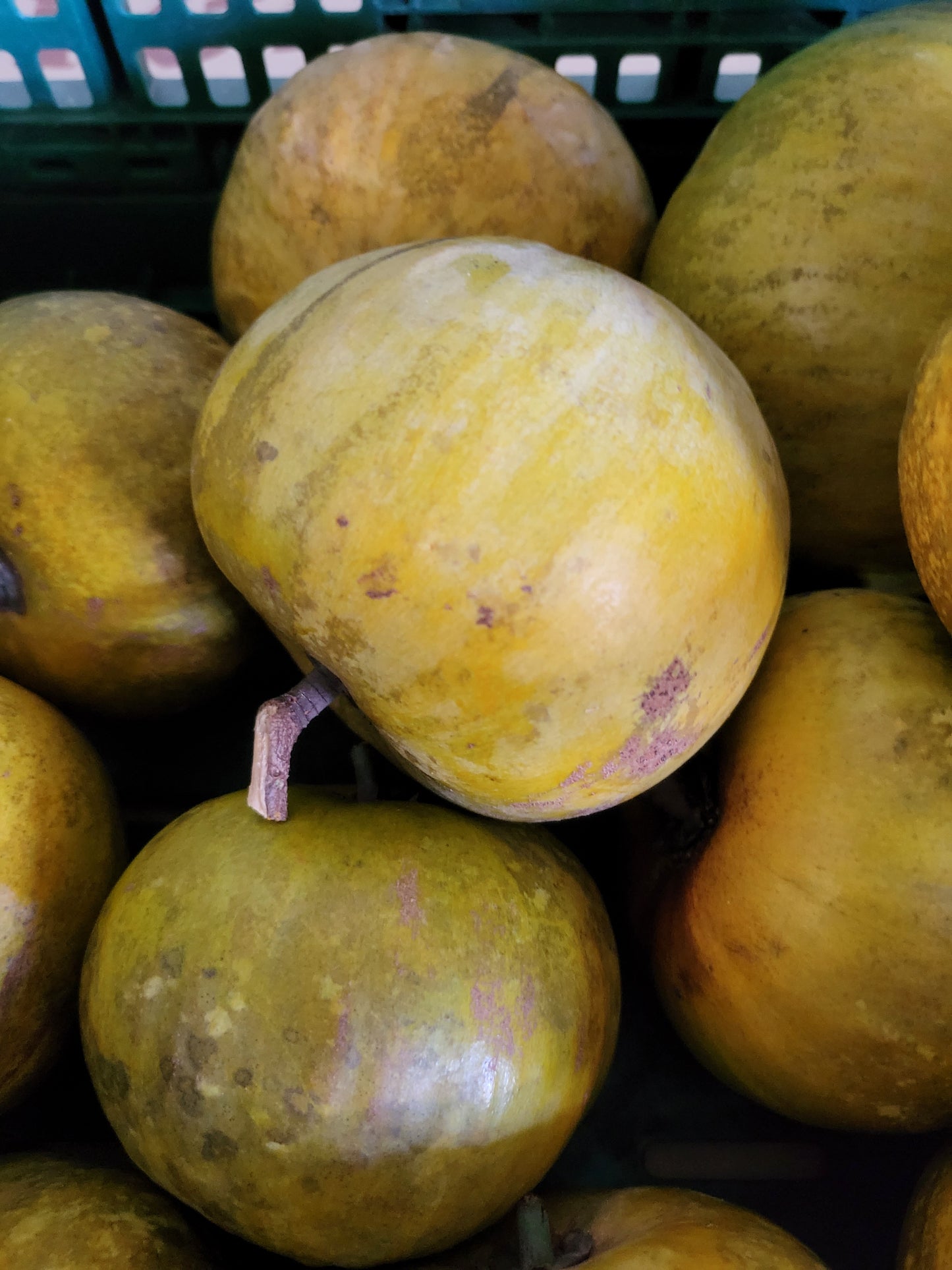 Orange sapote 1kg local