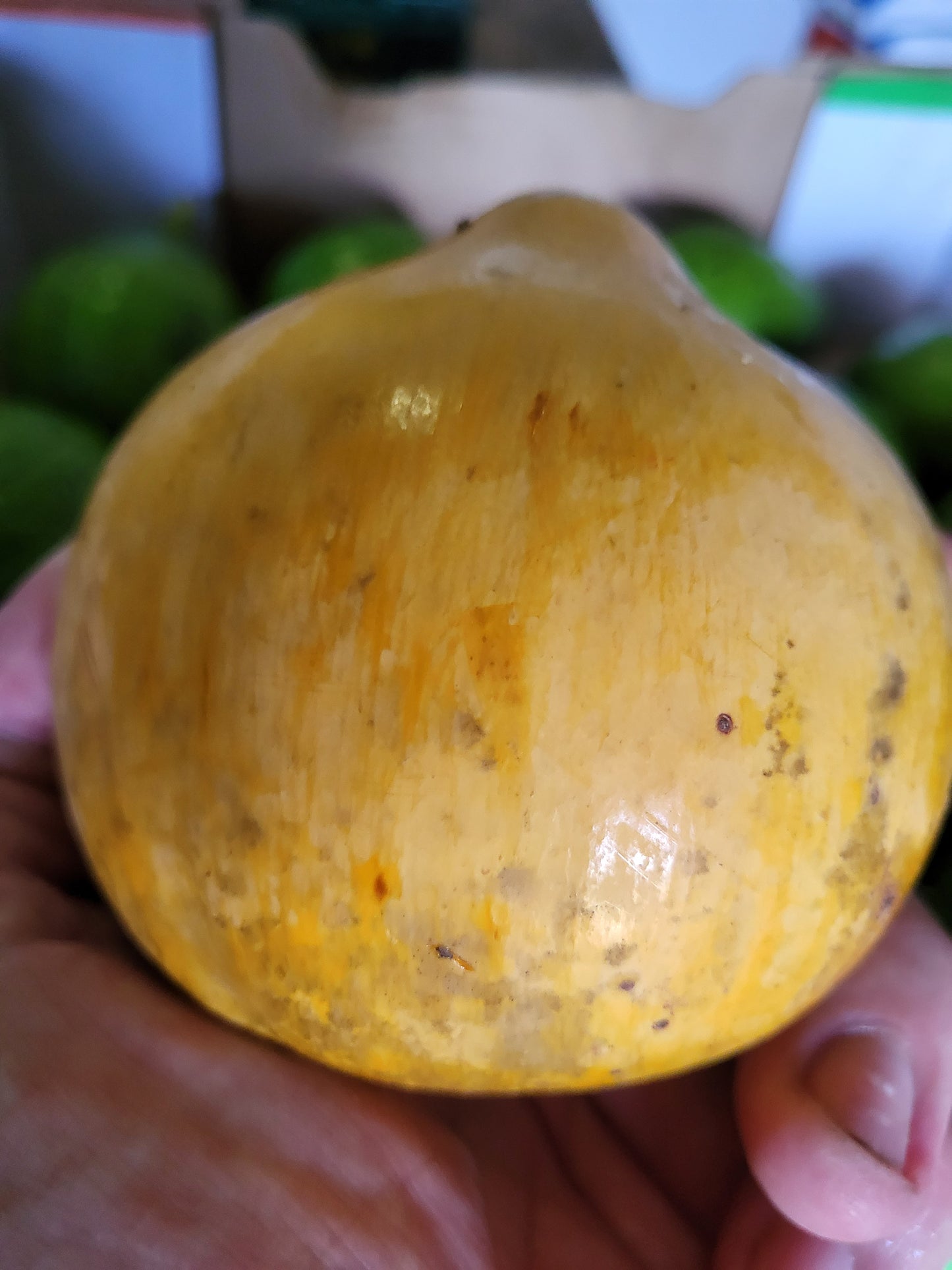 Orange sapote 1kg local