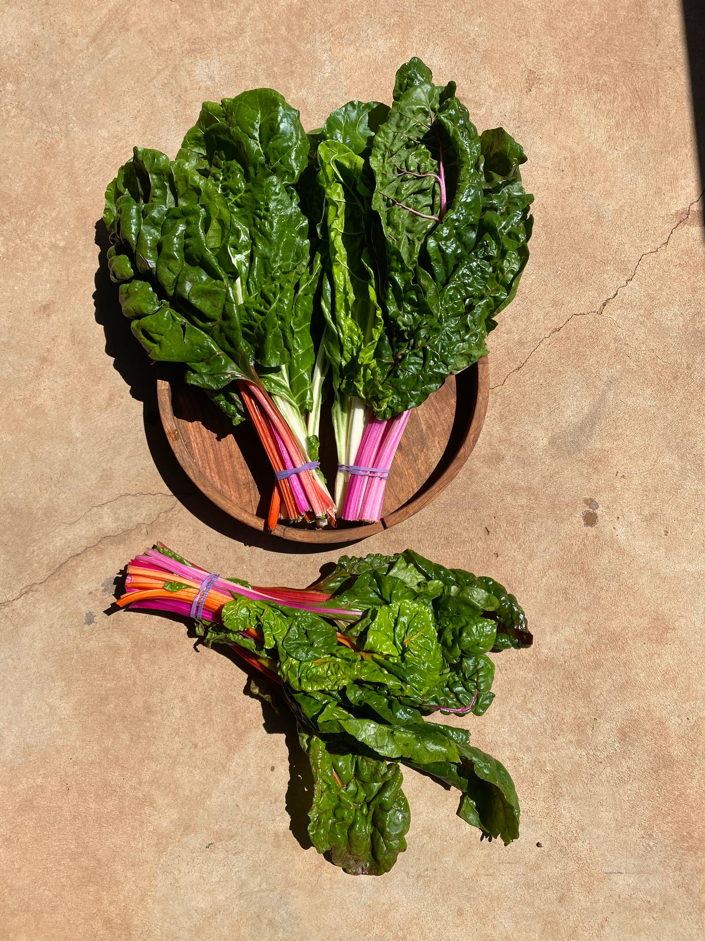 Rainbow Chard
