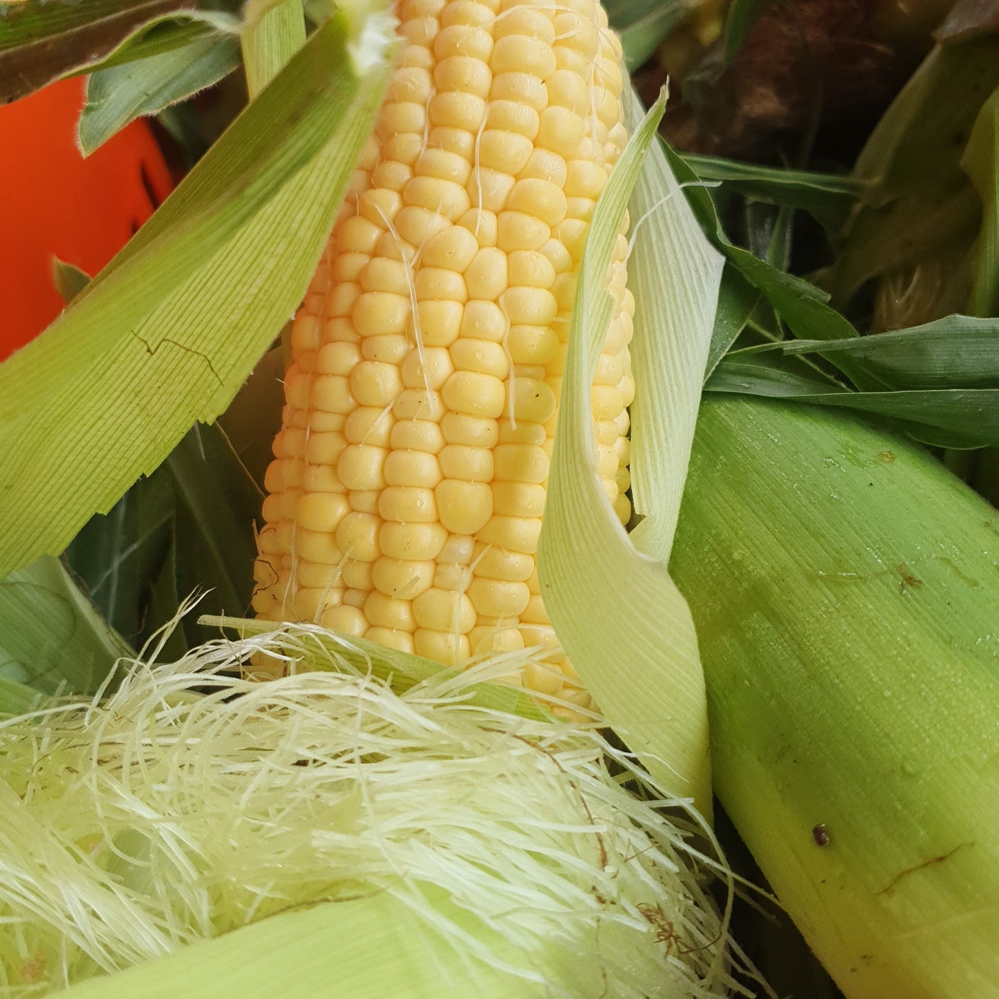 Sweet corn single cob