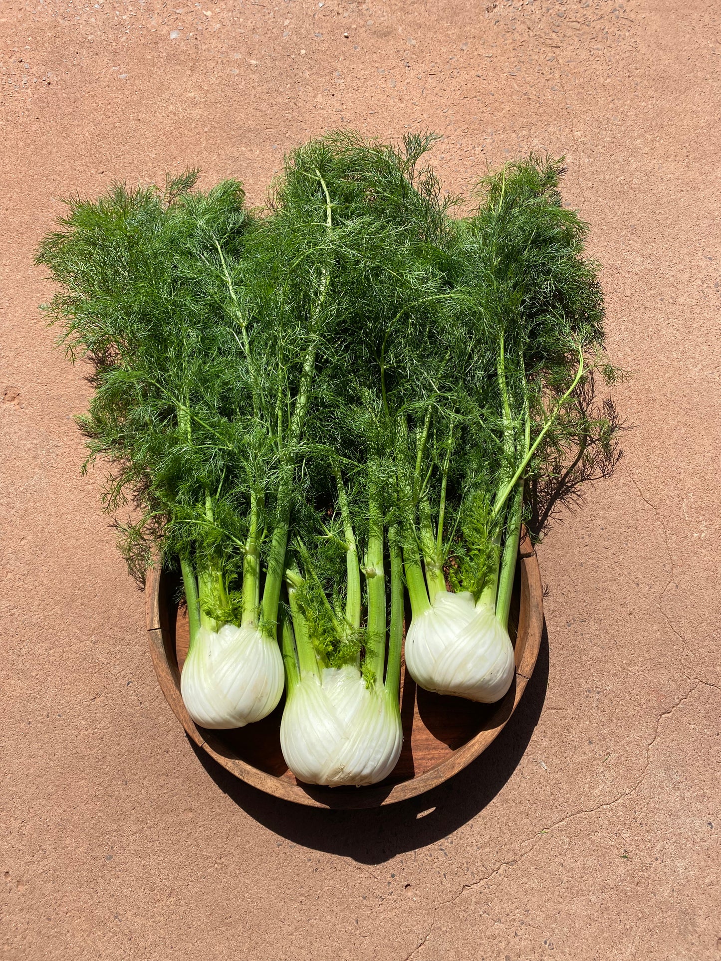 Fennel