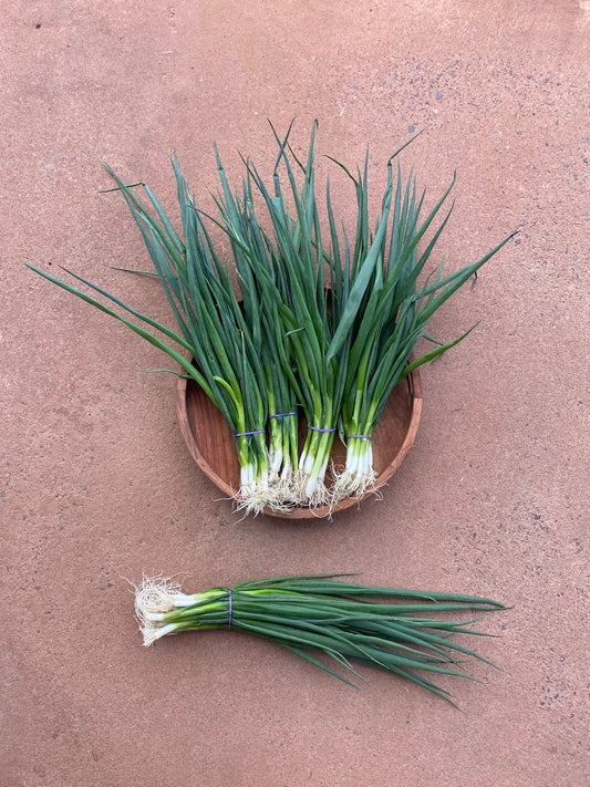 Spring Onions, bunched