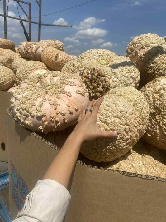 Pumpkin galeux d'eysines local heirloom organic