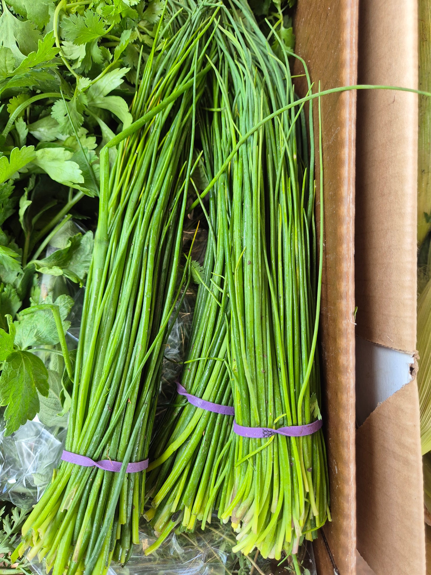 Chives bunch