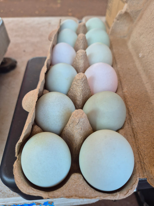 Duck eggs dozen, local