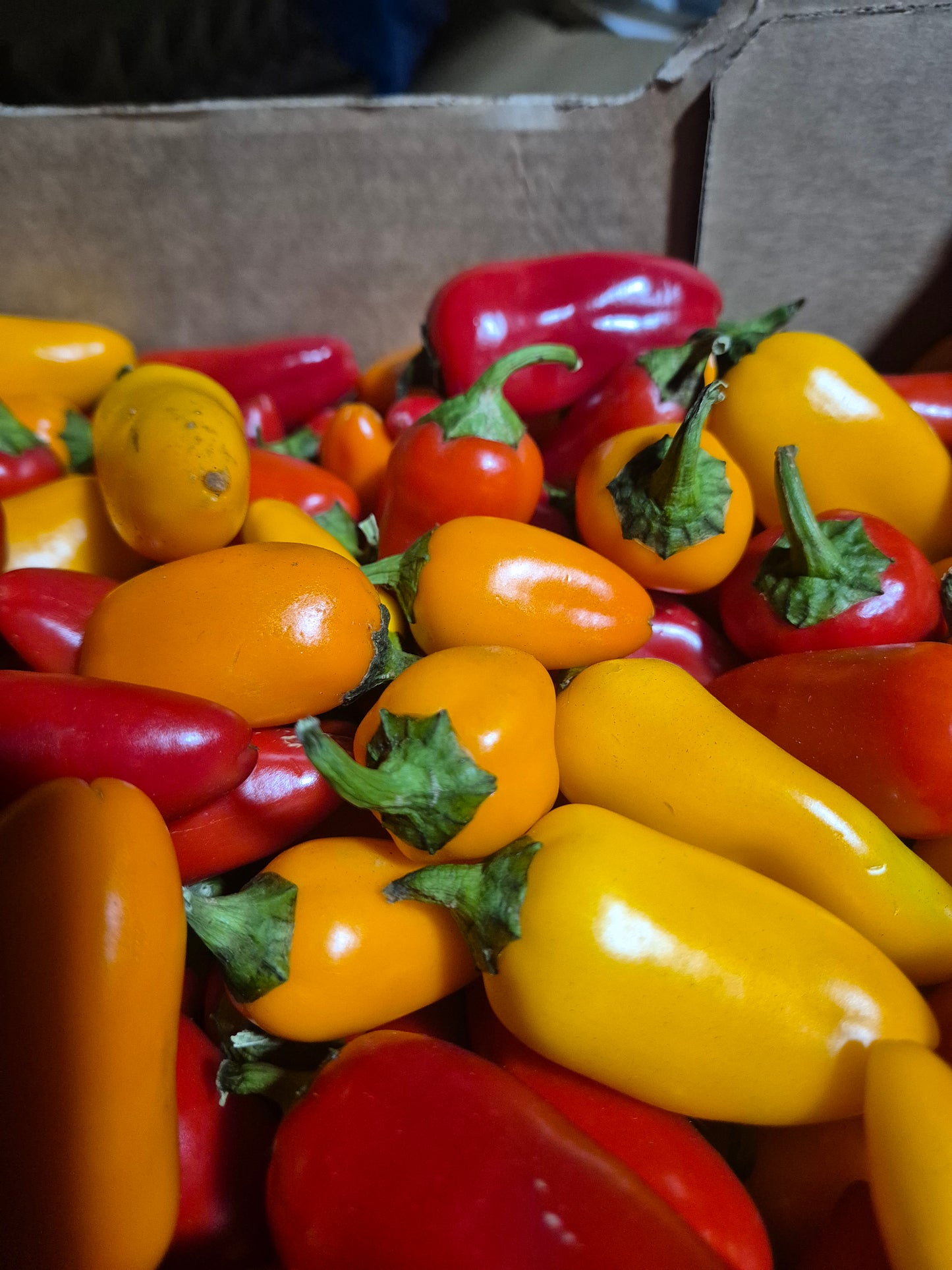 Capsicum mini snacking 500g