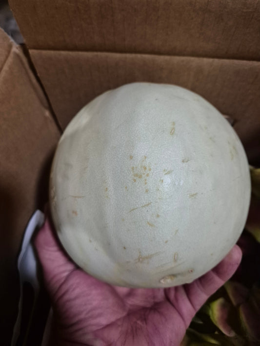 Honeydew melon