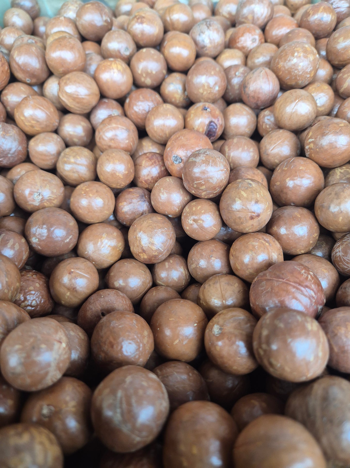 Macadamia nuts in shell 500g