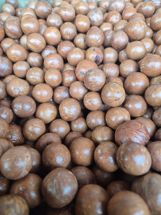 Macadamia nuts in shell 500g