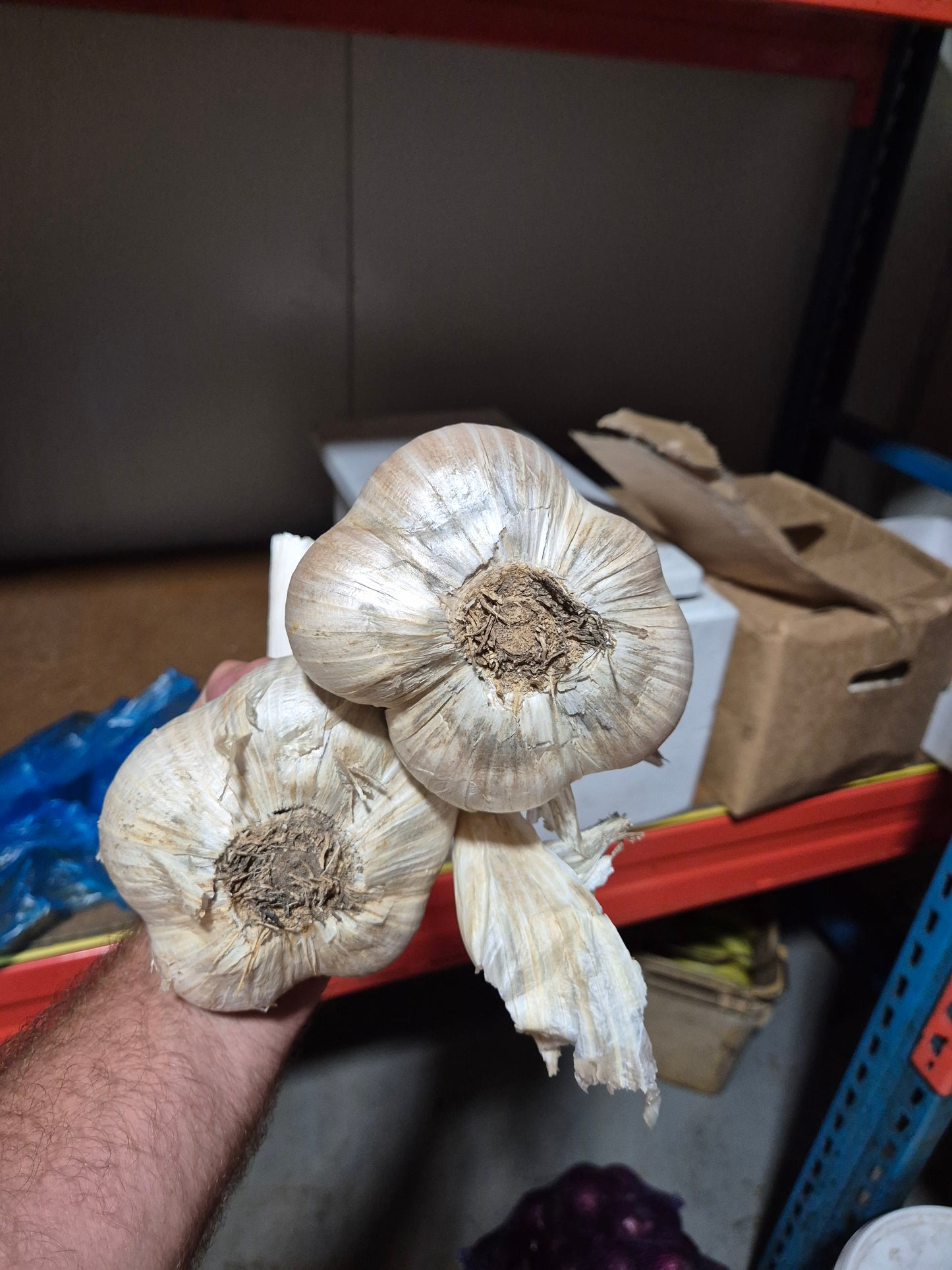 Garlic amish 500g