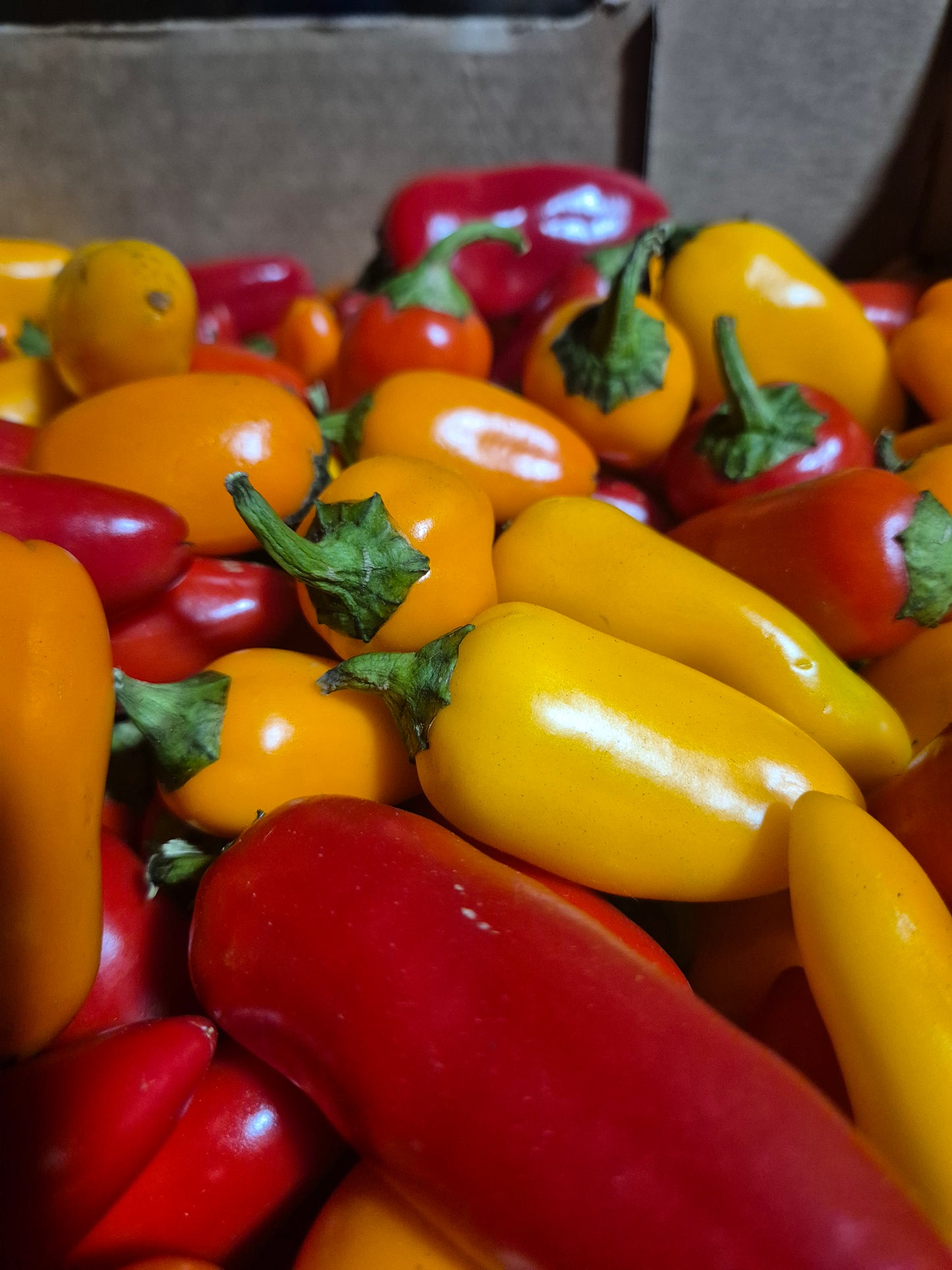Capsicum mini snacking 500g